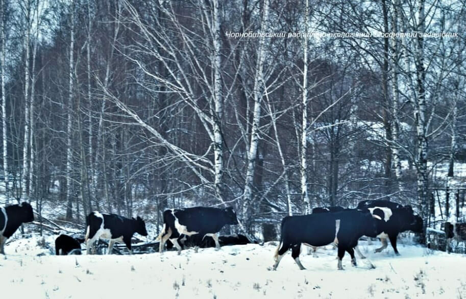 chernobyl_animal_image_four-8409752