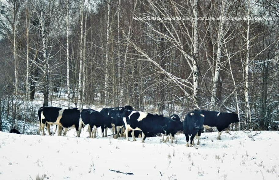 chernobyl_animal_image_two-4517594