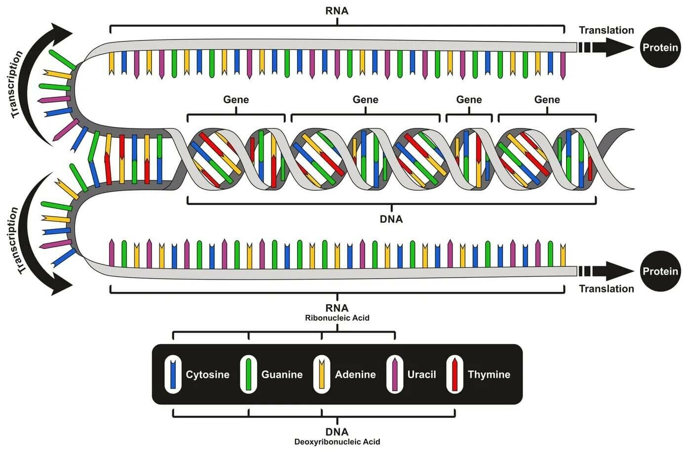 gene_dna-6832589